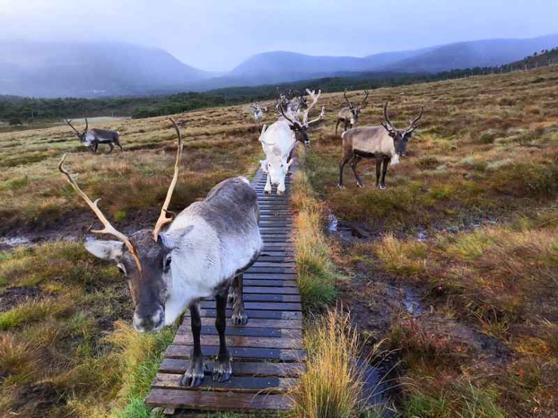 Cairngorm Reindeer - Anti Slip Decking Strips on Slippery Walkway