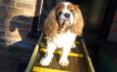 Charlie the cavalier dog, high vis, non slip decking strip ramp.
