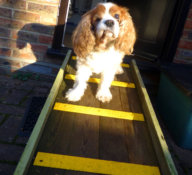 king charles cavalier dog ramp with anti slip decking strips.