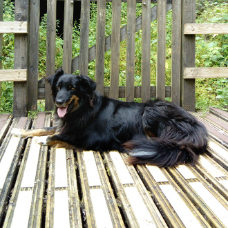 17 pets approve of non slip decking strip areas