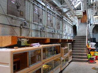 3. Wooden platforms service the back of the reptile tanks.