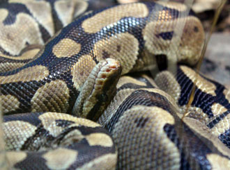 11. The Zoo is a member of and inspected by, the British Association of Zoos and Aquariums.