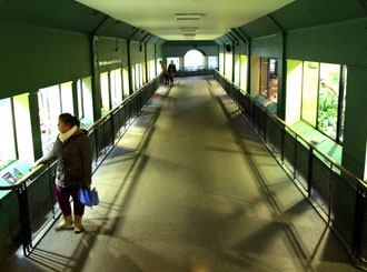 12. King Cobra, Black Mamba snakes and venomous lizards were rehoused during anti-slip floor installation.