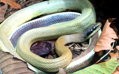 Anti-slip floor sheets and stair nosing installed at London Zoo reptile house.