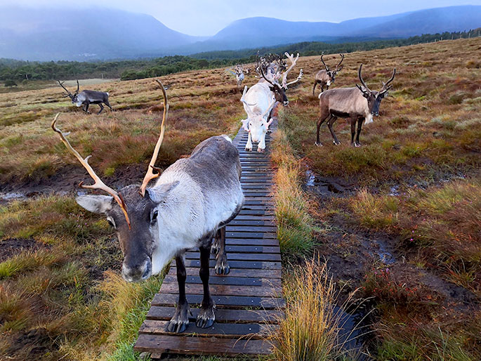 The reindeer are a big fan of using the boardwalks with grip.