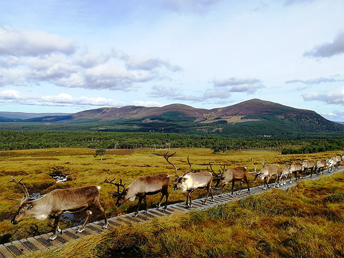 The reindeer love to save energy by taking the easiest path across the hillside.
