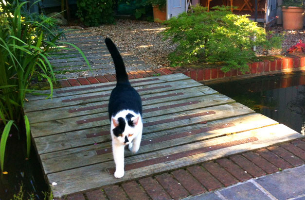 Anti-slip decking strips are not a problem for cats or dogs!