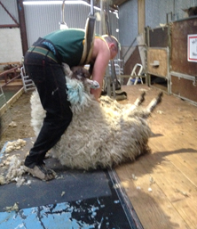 Non-slip floor sheets sheep farm application.